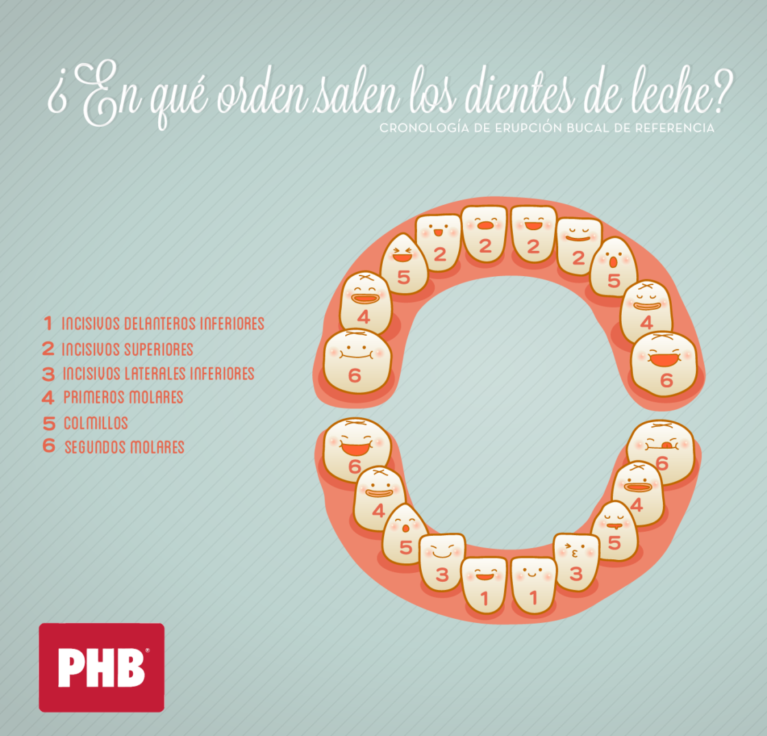 En que orden salen los dientes de leche