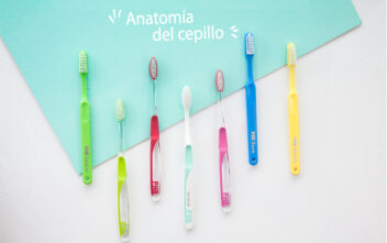 ¿Cuales son las partes del cepillo de dientes?