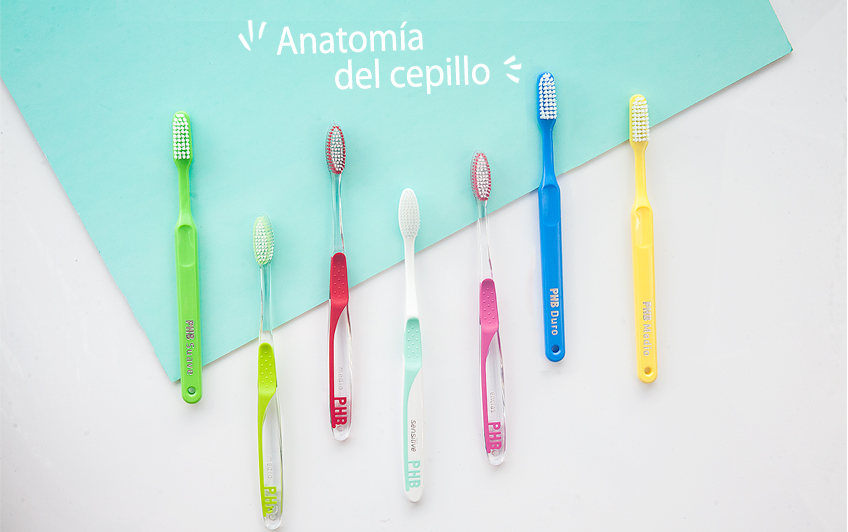 ¿Cuales son las partes del cepillo de dientes?